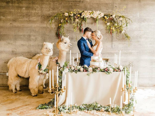 Renting llamas and alpacas for your wedding is a thing now...