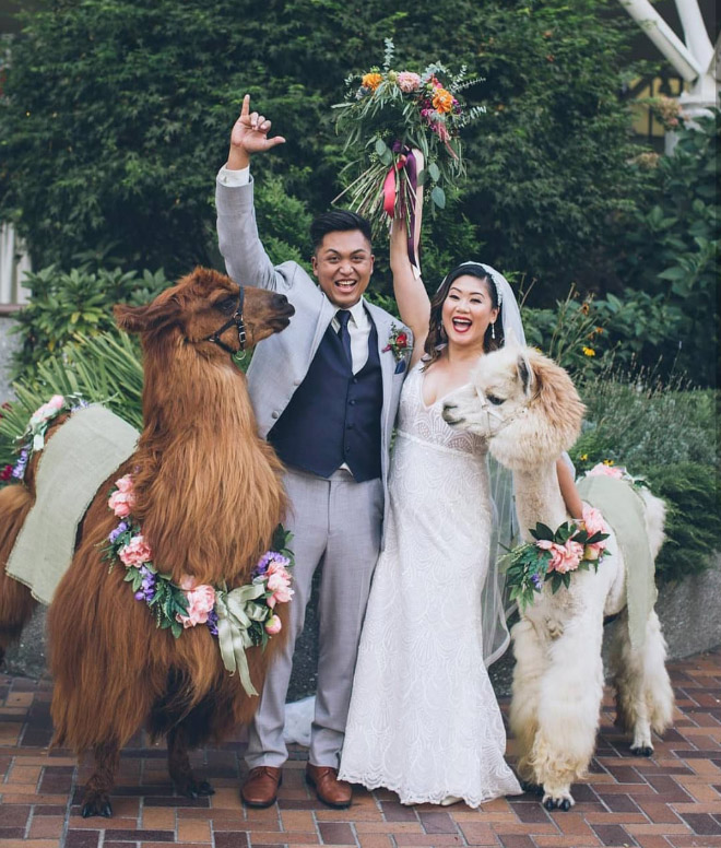 Renting llamas and alpacas for your wedding is a thing now...