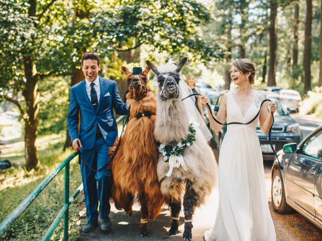 Renting llamas and alpacas for your wedding is a thing now...