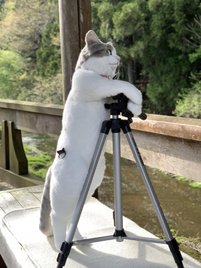 Realistic cat backpack.