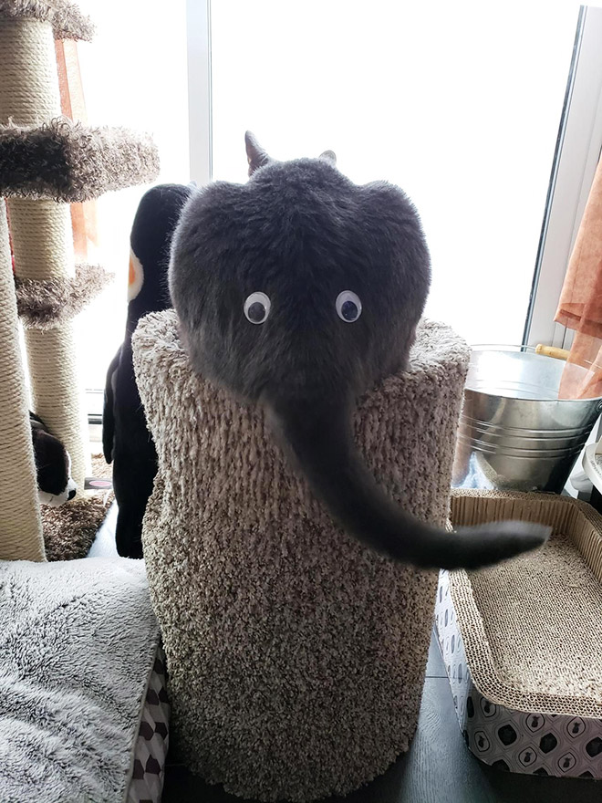 Cat or elephant? You decide!