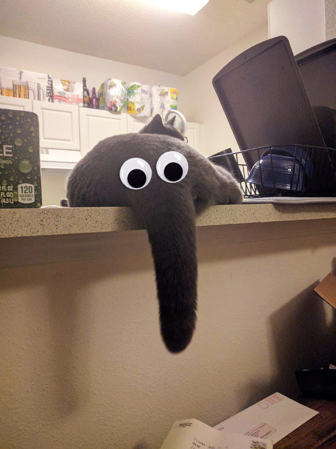 Cat or elephant? You decide!