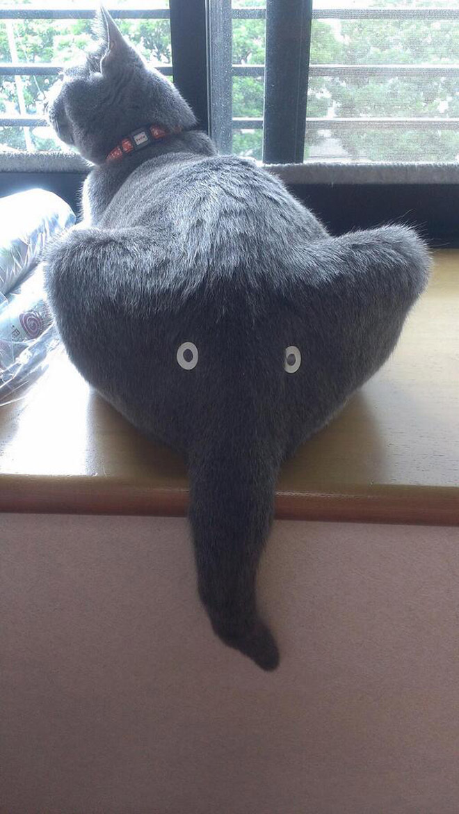 Cat or elephant? You decide!