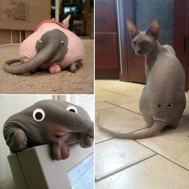 Cat or elephant? You decide!