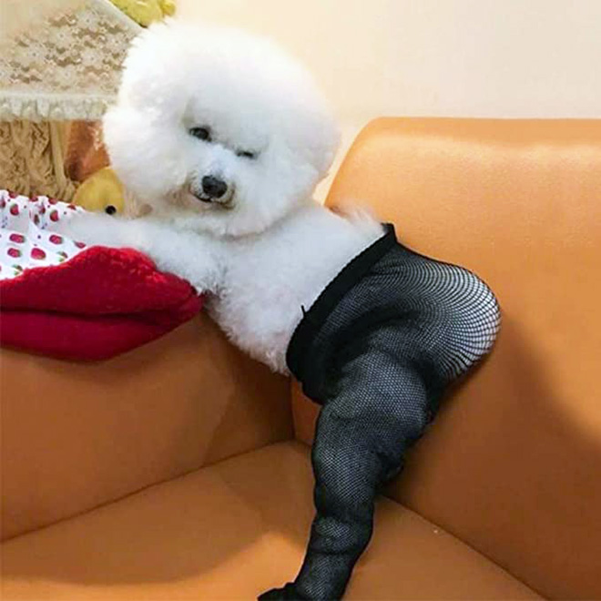 Some people buy fishnet stockings for their dogs...