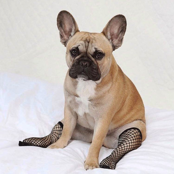 Some people buy fishnet stockings for their dogs...