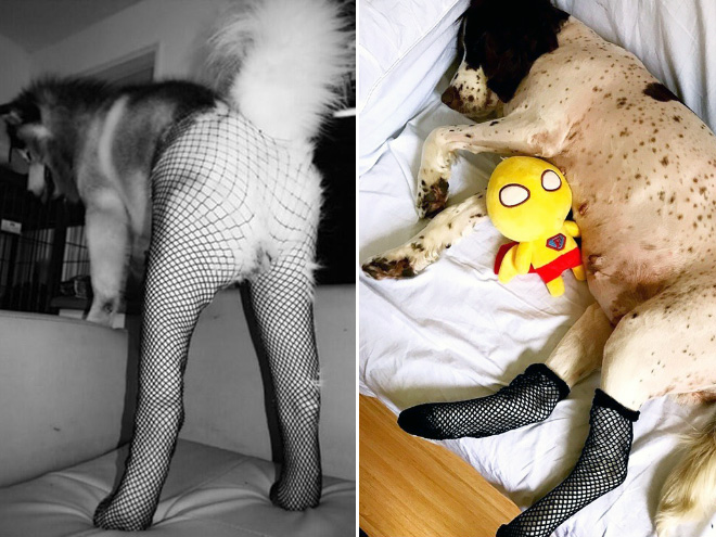 Some people buy fishnet stockings for their dogs...