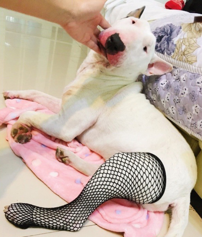 Some people buy fishnet stockings for their dogs...