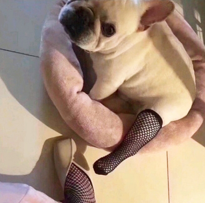 Some people buy fishnet stockings for their dogs...