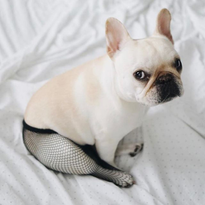 Some people buy fishnet stockings for their dogs...