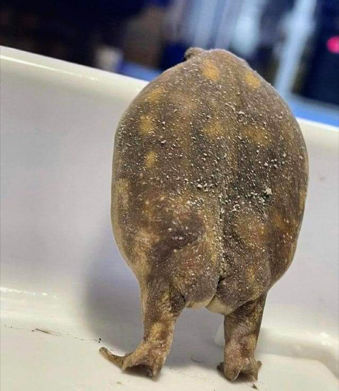 Human-like frog butt.