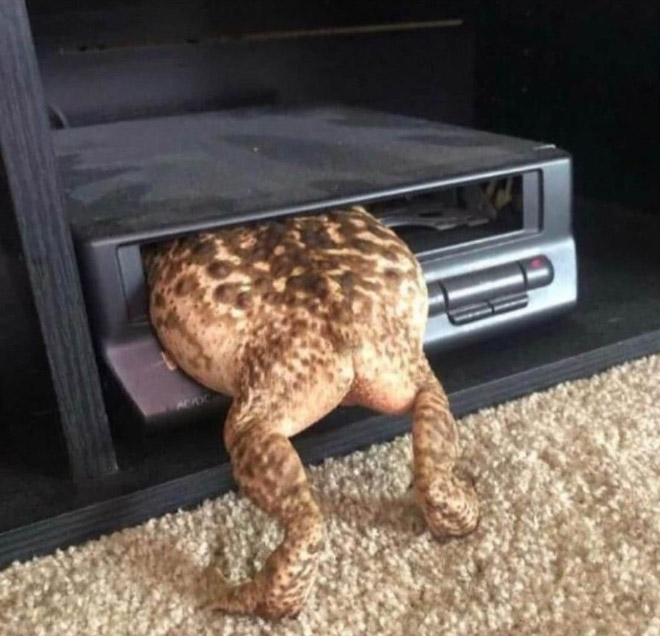 Human-like frog butt.