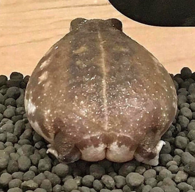 Human-like frog butt.