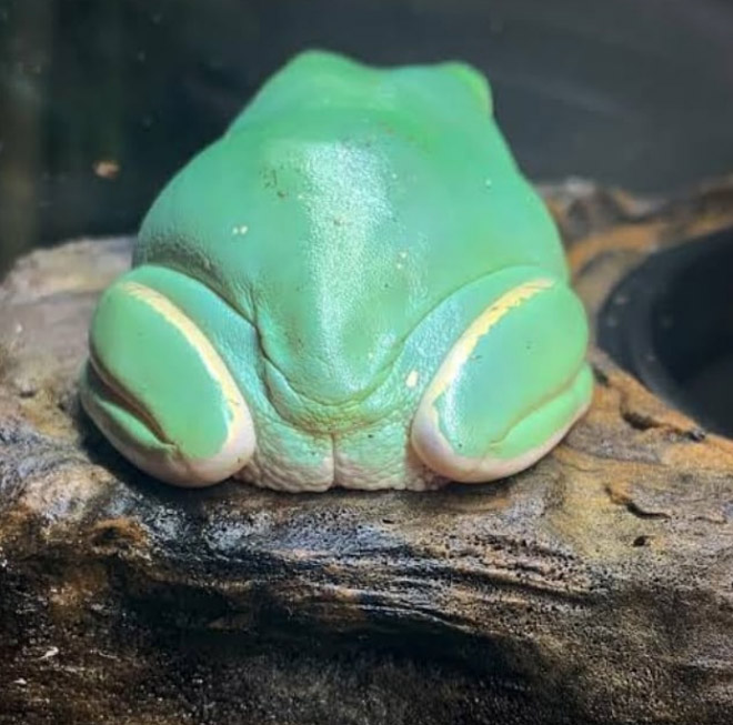 Human-like frog butt.