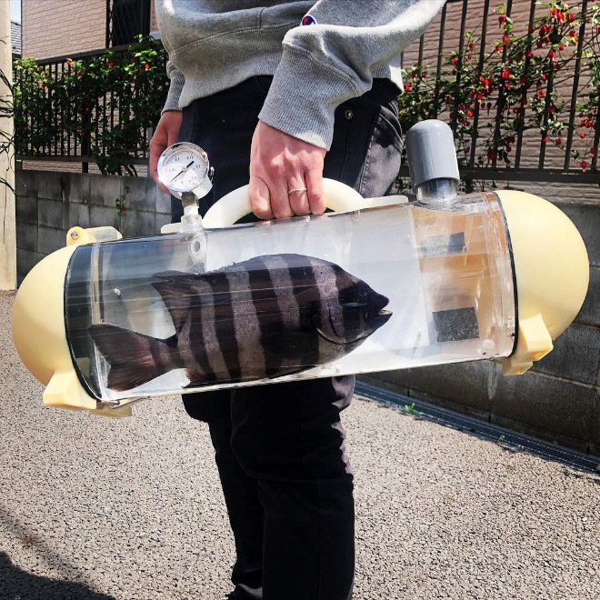 A bag to carry your pet fish around.