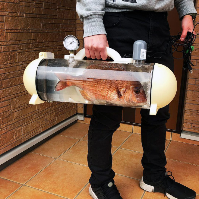 A bag to carry your pet fish around.