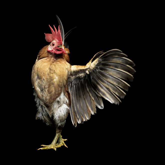 Serama chickens are the most pompous chickens ever.