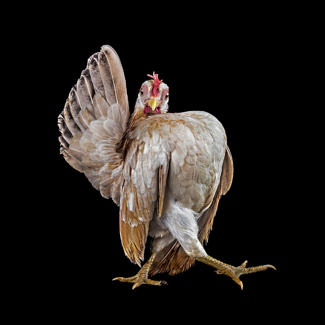 Serama chickens are the most pompous chickens ever.