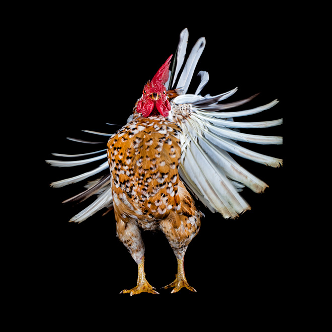 Serama chickens are the most pompous chickens ever.