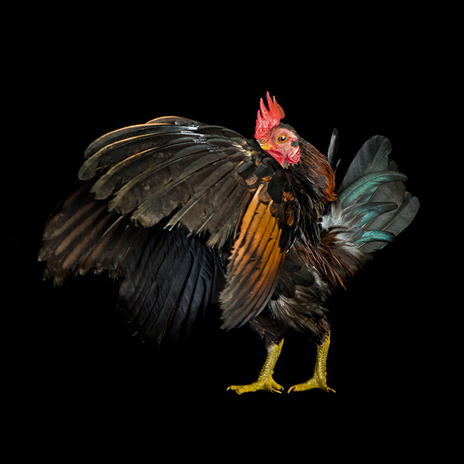 Serama chickens are the most pompous chickens ever.