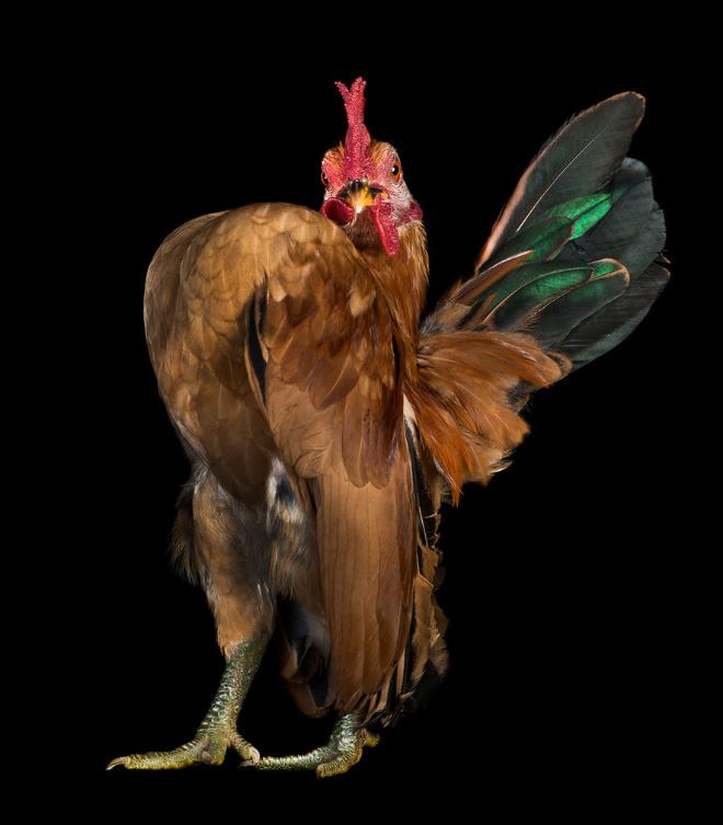 Serama chickens are the most pompous chickens ever.