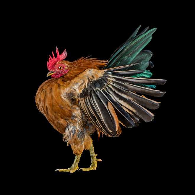 Serama chickens are the most pompous chickens ever.