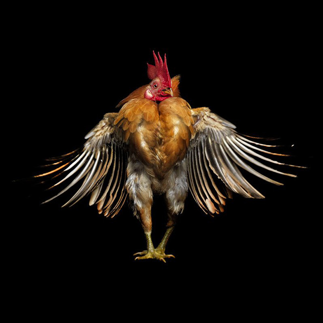 Serama chickens are the most pompous chickens ever.