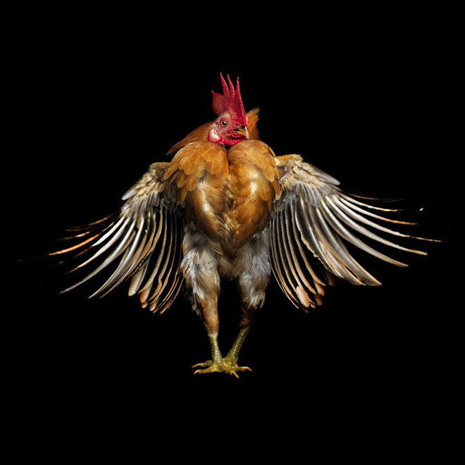 Serama chickens are the most pompous chickens ever.