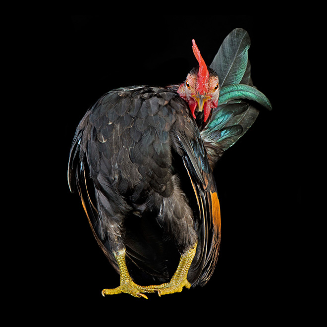 Serama chickens are the most pompous chickens ever.