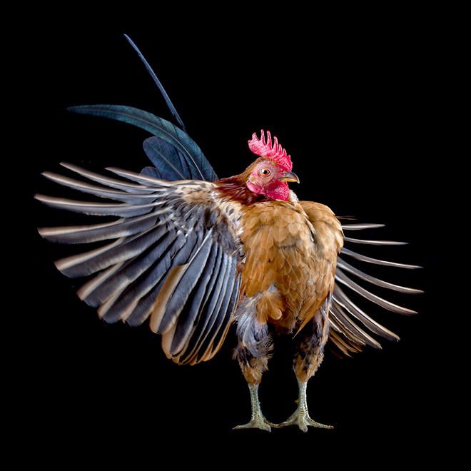 Serama chickens are the most pompous chickens ever.