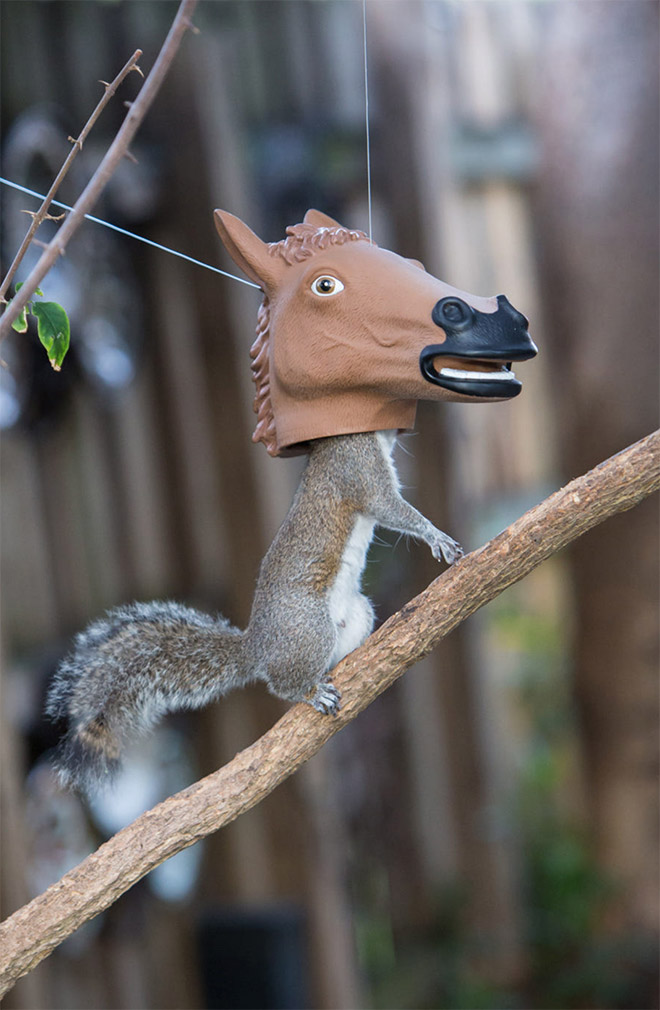 Horse head squirrel feeder is the funniest thing ever!