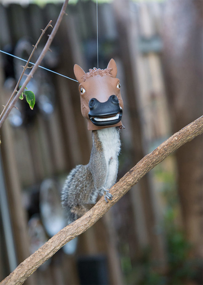 Horse head squirrel feeder is the funniest thing ever!