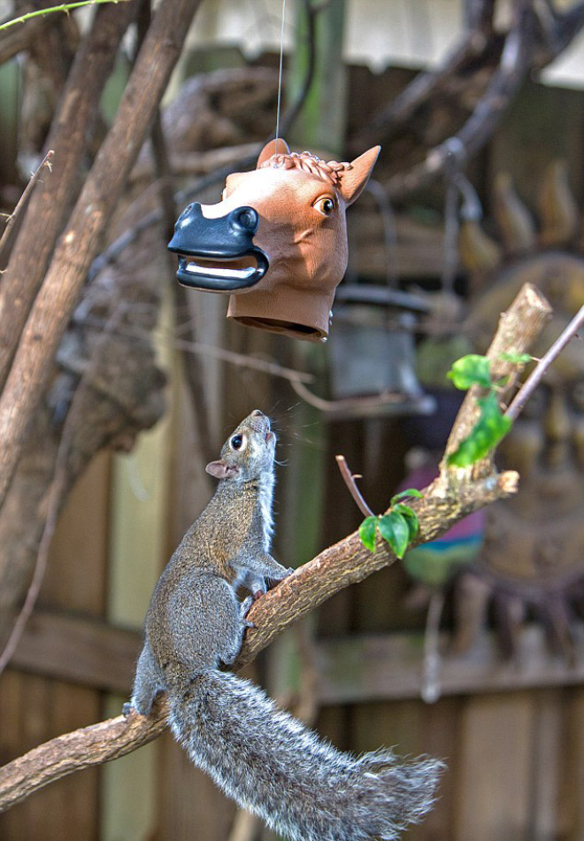 Horse head squirrel feeder is the funniest thing ever!
