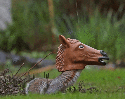 Horse head squirrel feeder is the funniest thing ever!