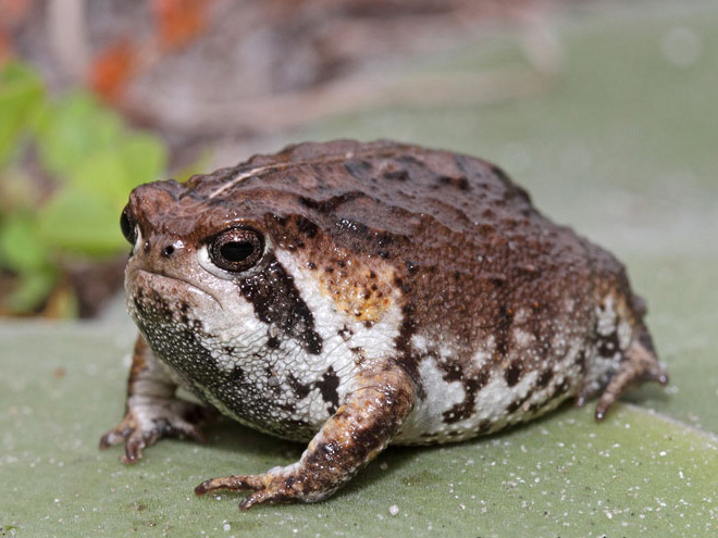 This rain frog is judging your poor life choices.