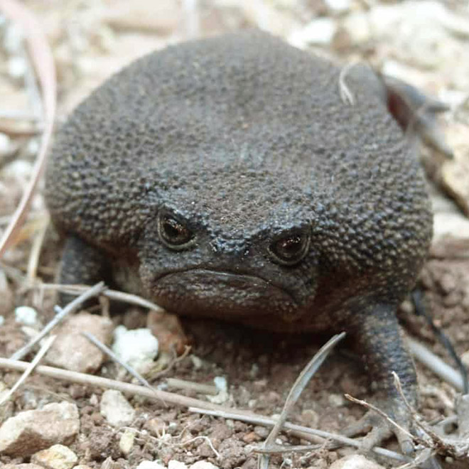 This rain frog is judging your poor life choices.