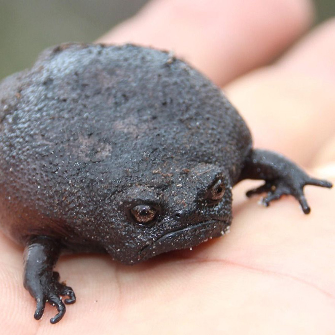 This rain frog is judging your poor life choices.