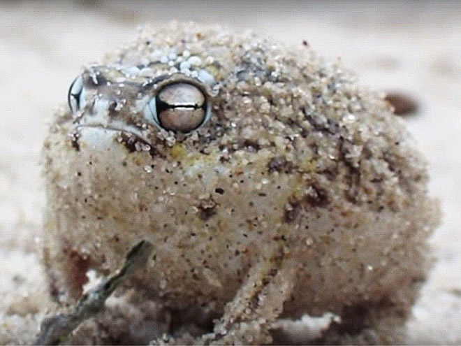 This rain frog is judging your poor life choices.