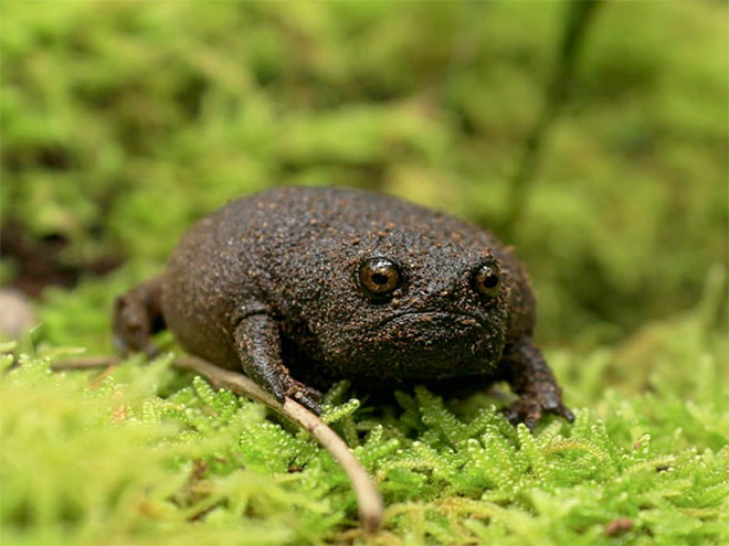 This rain frog is judging your poor life choices.