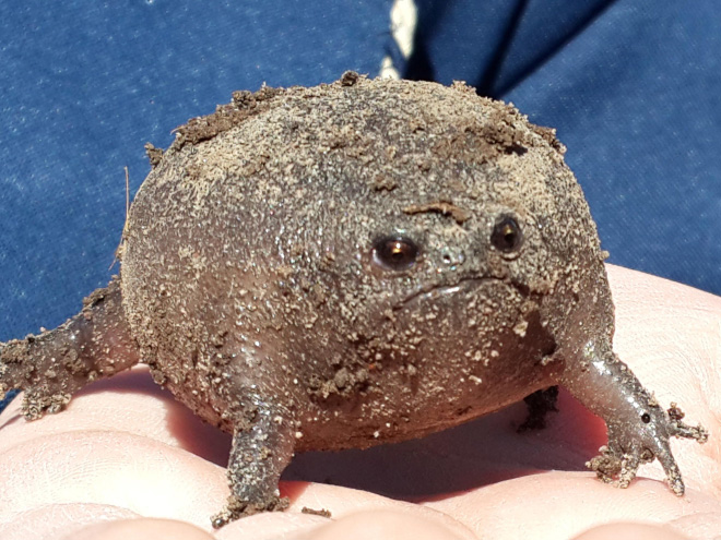 This rain frog is judging your poor life choices.