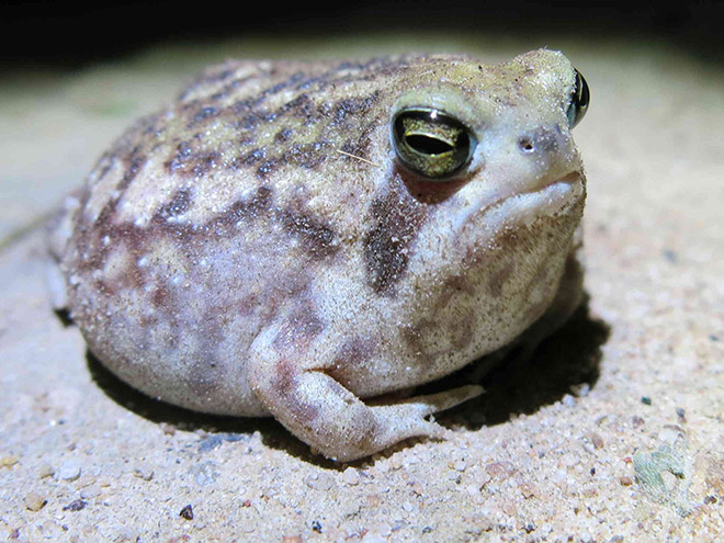 This rain frog is judging your poor life choices.