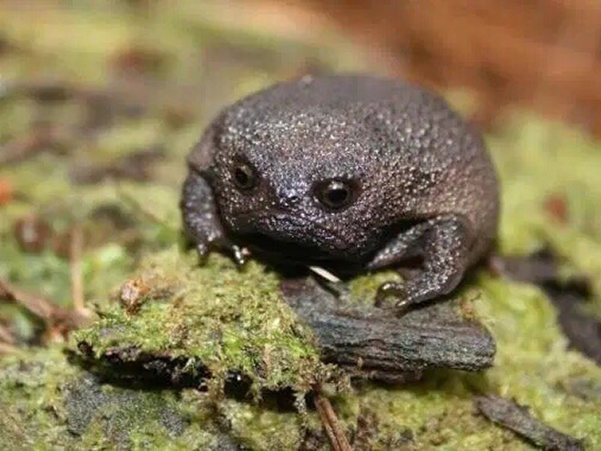 This rain frog is judging your poor life choices.