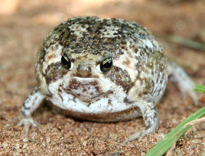 This rain frog is judging your poor life choices.