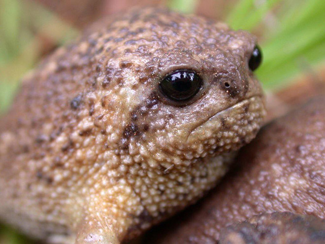 This rain frog is judging your poor life choices.