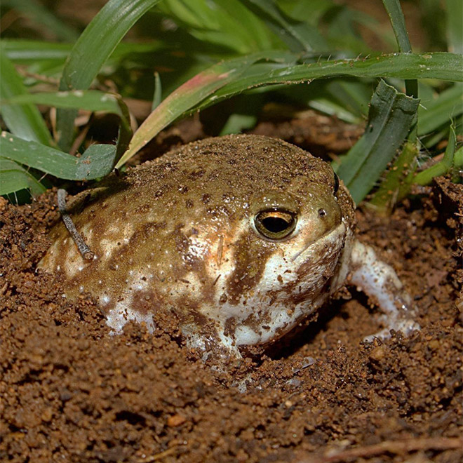 This rain frog is judging your poor life choices.