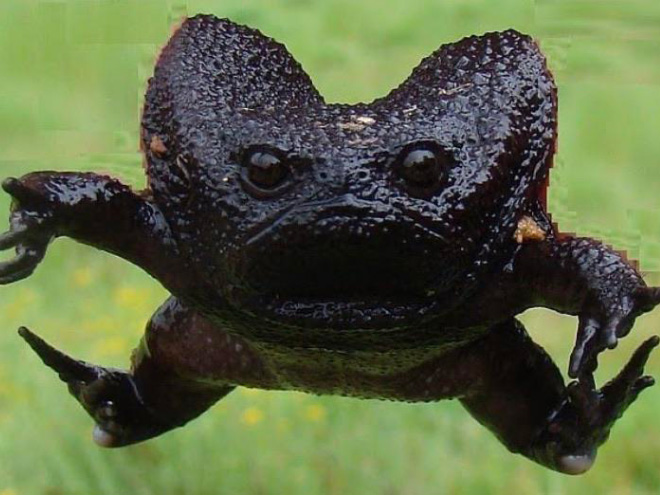 This rain frog is judging your poor life choices.