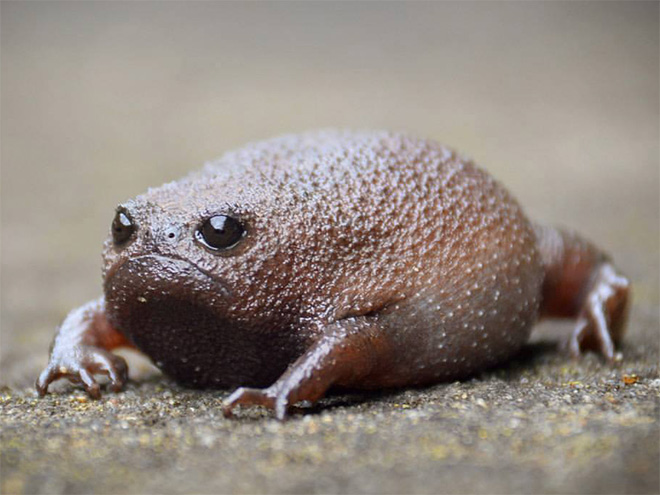 This rain frog is judging your poor life choices.