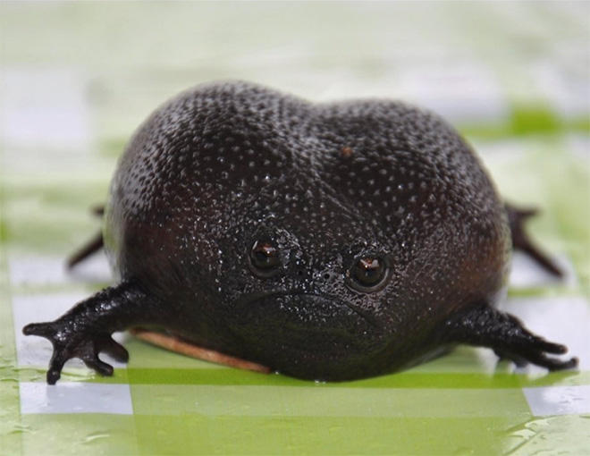 This rain frog is judging your poor life choices.