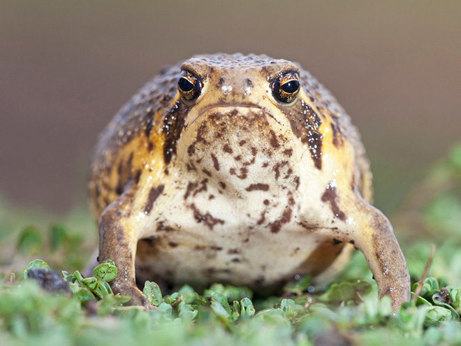 This rain frog is judging your poor life choices.