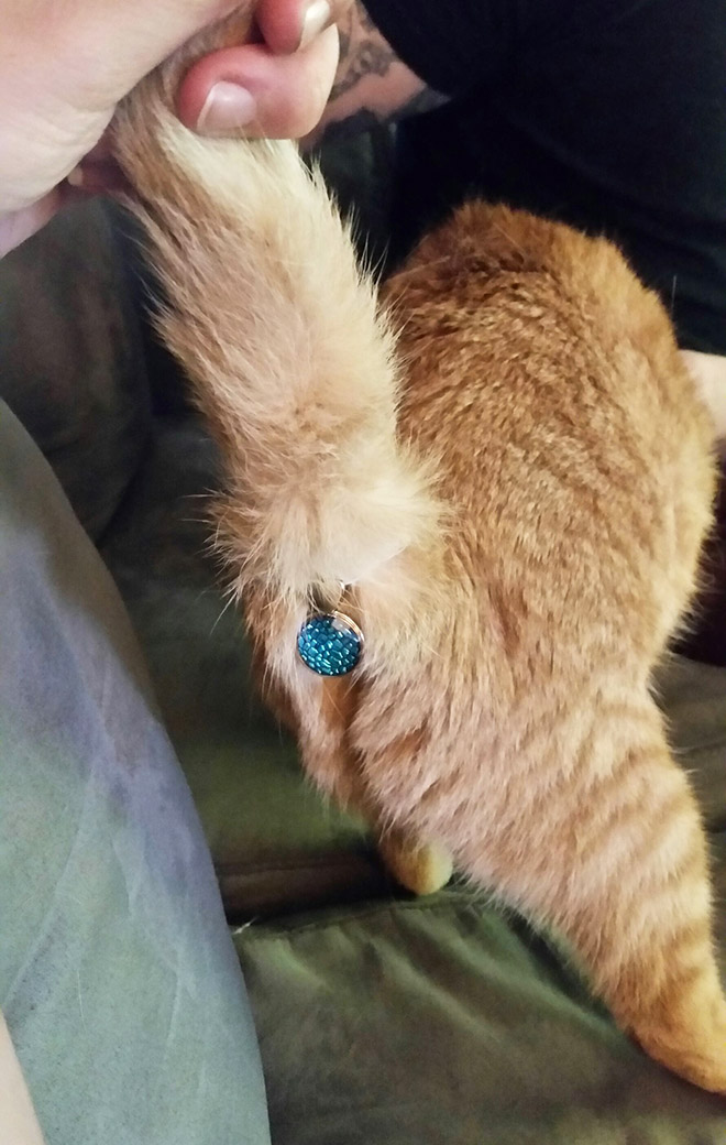 Cat butt bling.